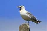 American Herring Gullborder=
